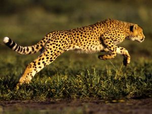 cheetah-jump_493_600x450